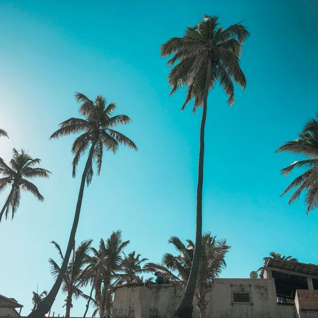 Scenic view of tall palm trees under a bright blue sky, evoking a tropical paradise feel